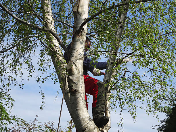 Best Tree Risk Assessment  in West Haven Sylvan, OR