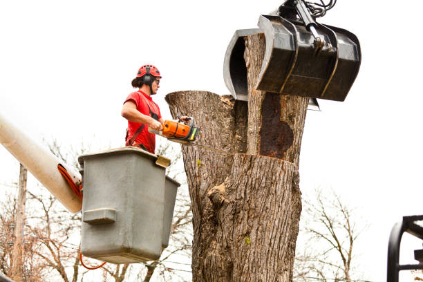 Best Tree Disease Treatment  in West Haven Sylvan, OR